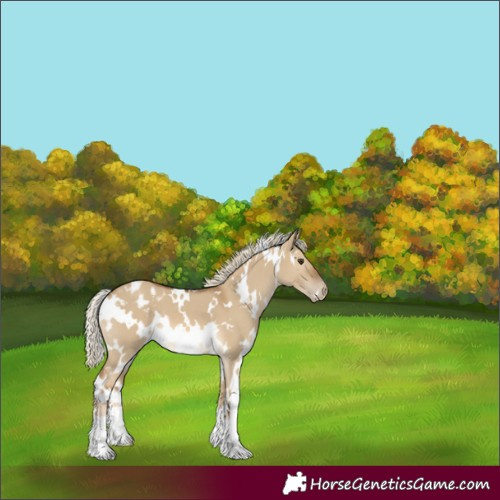 Horse Color:White Spotted Chocolate Palomino Dun Appaloosa 