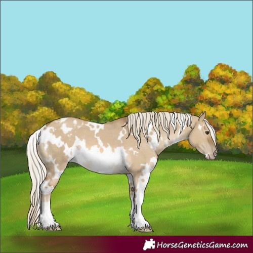 Horse Color:White Spotted Chocolate Palomino Dun Appaloosa
