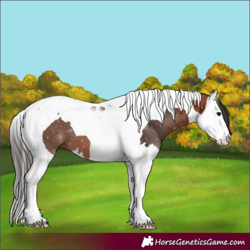Horse Color:Bay Splash Tobiano