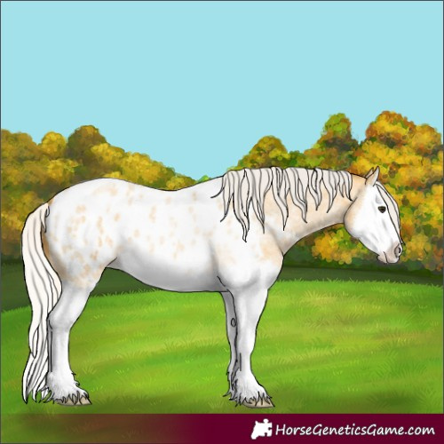 Horse Color:Silver Buckskin Roan Splash Appaloosa