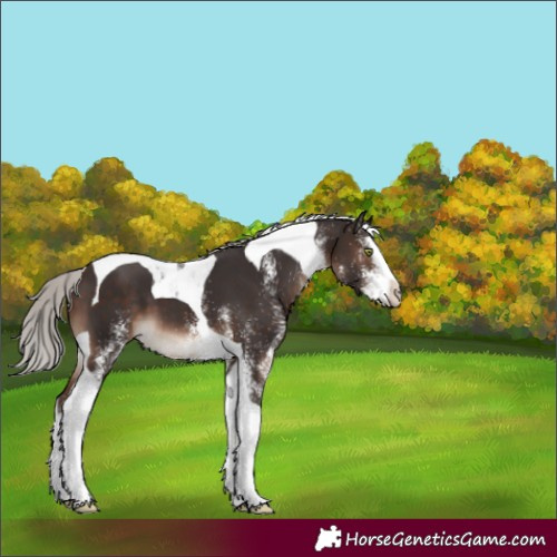 Horse Color:White Spotted Silver Brown Mushroom Splash Tobiano 