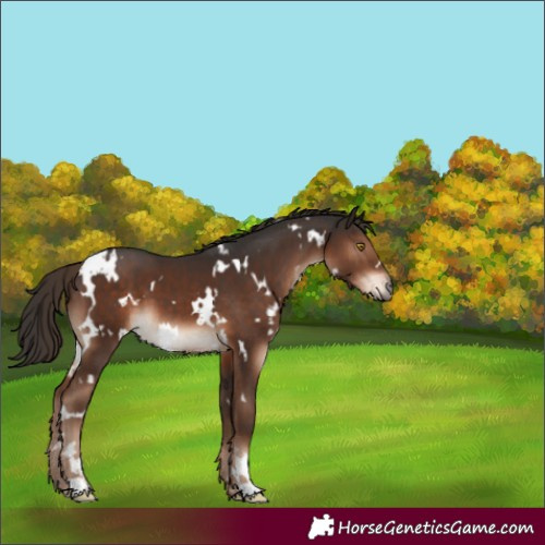 Horse Color:White Spotted Liver Chestnut 