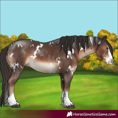 Horse Color:White Spotted Liver Chestnut Sabino Splash 