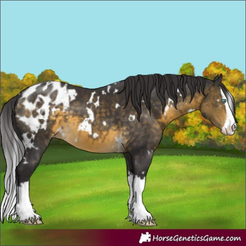 Horse Color:White Spotted Buckskin Splash Appaloosa 