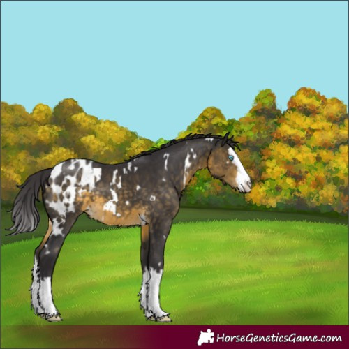 Horse Color:White Spotted Buckskin Splash Appaloosa 