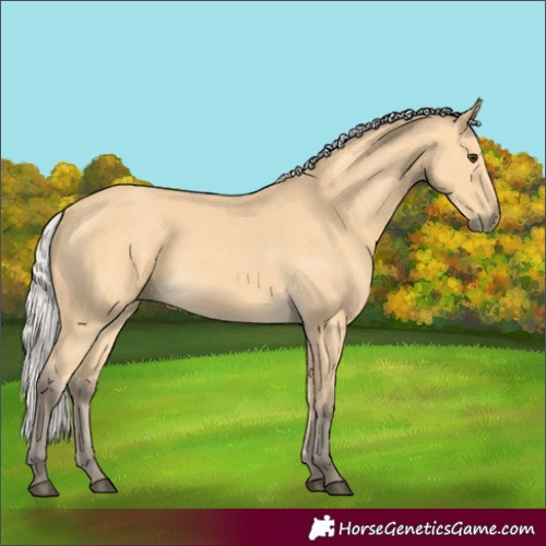 Horse Color:Silver Buckskin 