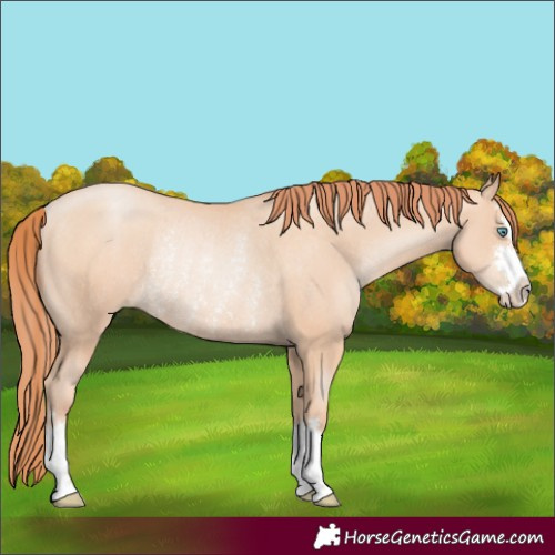 Horse Color:Amber Champagne Pearl Rabicano 