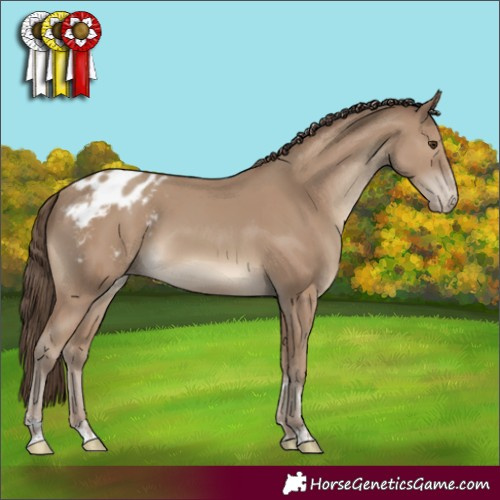 Horse Color:Classic Champagne Appaloosa 