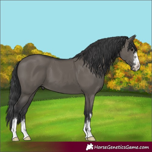 Horse Color:Grullo