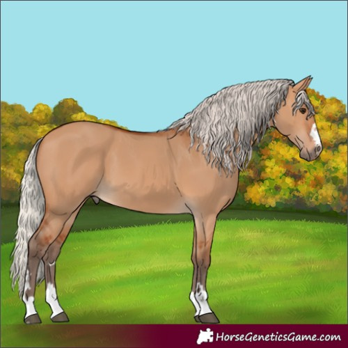 Horse Color:Silver Bay Dun 