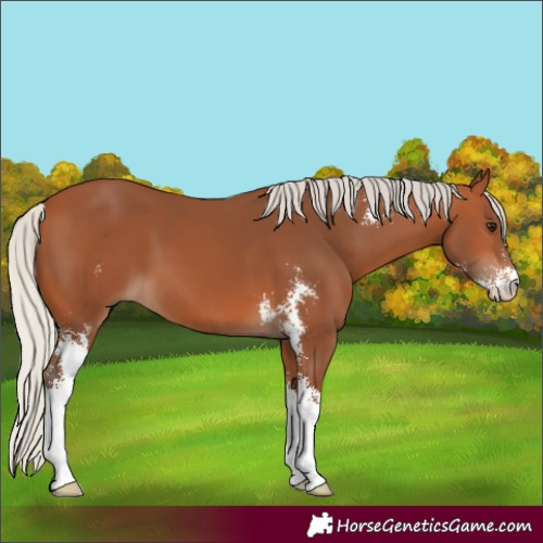 Horse Color:Silver Bay Sabino 