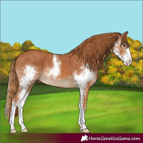 Horse Color:Chestnut Sabino