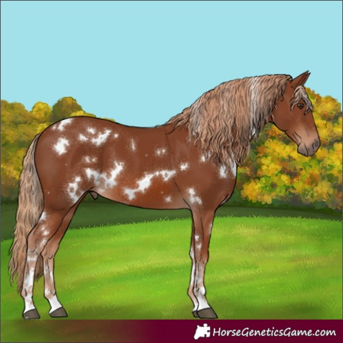 Horse Color:White Spotted Chestnut