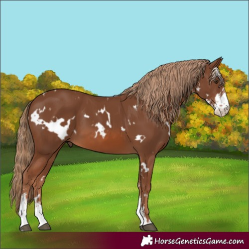 Horse Color:White Spotted Chestnut Sabino