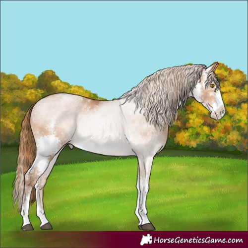 Horse Color:Bay Pearl Sabino
