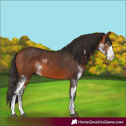 Horse Color:Bay Sabino 