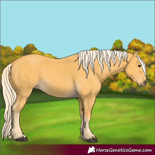 Horse Color:Palomino 