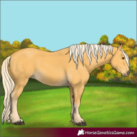Horse Color:Palomino 