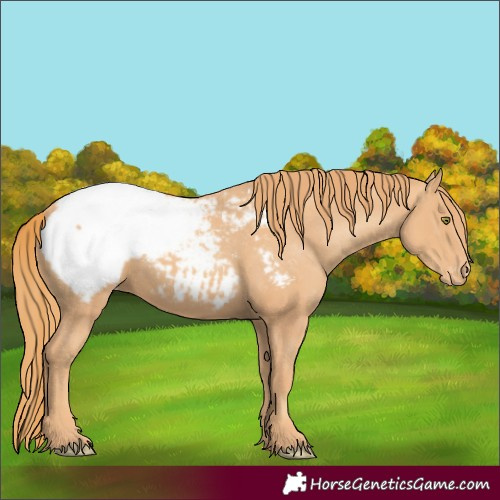 Horse Color:Gold Champagne Appaloosa