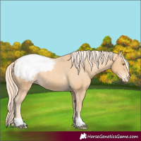 Horse Color:Gold Champagne Snowcap 