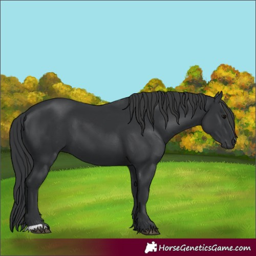 Horse Color:Black 
