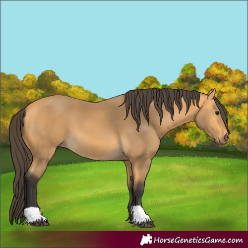 Horse Color:Buckskin 