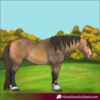Horse Color:Buckskin