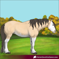 Horse Color:Buckskin Splash