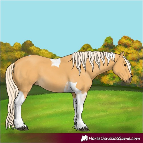 Horse Color:Palomino Tobiano 