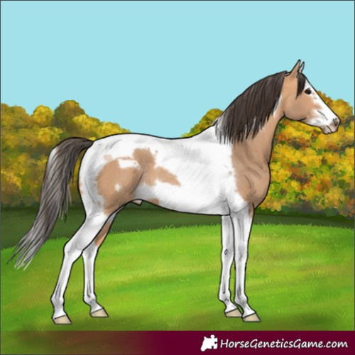 Horse Color:Bay Dun Splash Tobiano Frame Rabicano 