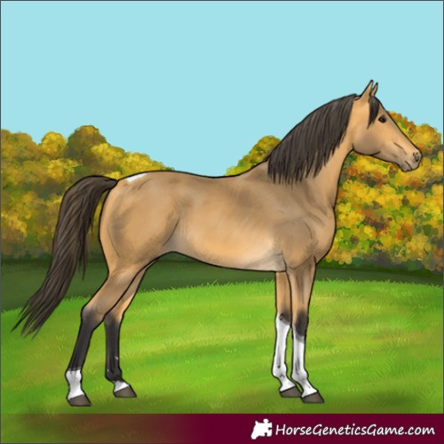 Horse Color:Buckskin Tobiano Rabicano 