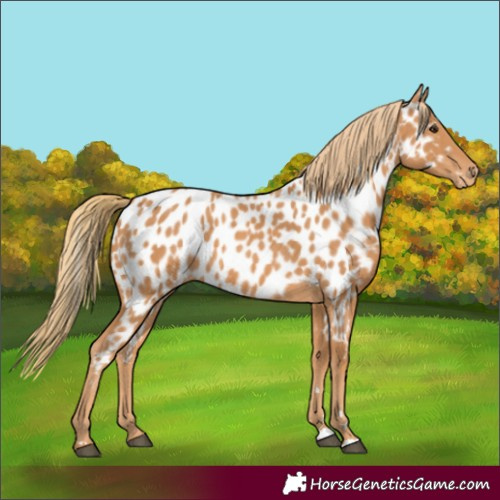Horse Color:Chestnut Appaloosa