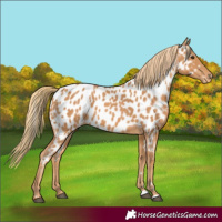 Horse Color:Chestnut Appaloosa