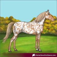 Horse Color:Chestnut Appaloosa