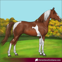 Horse Color:Chestnut Tobiano 