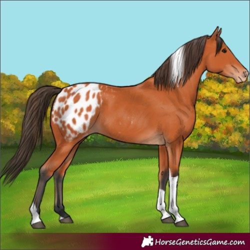 Horse Color:Bay Tobiano Appaloosa 