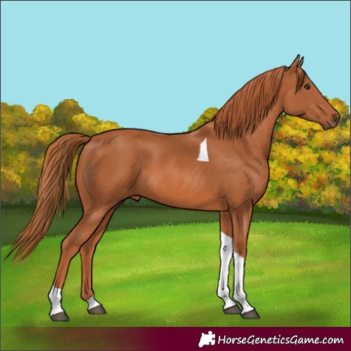 Horse Color:Chestnut Tobiano 