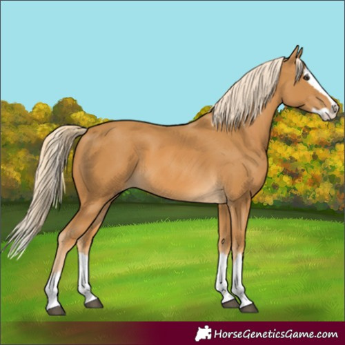 Horse Color:Palomino Splash