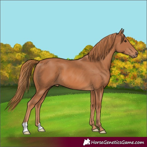 Horse Color:Chestnut 