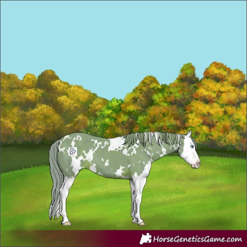 Horse Color:Watercolor White Spotted Liver Chestnut Splash 