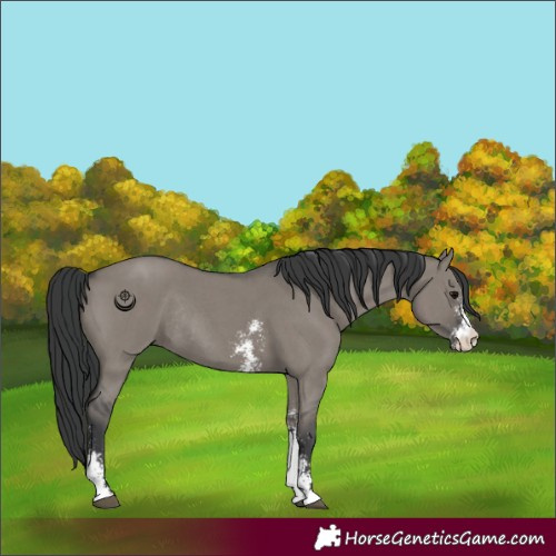 Horse Color:Grullo Sabino Rabicano