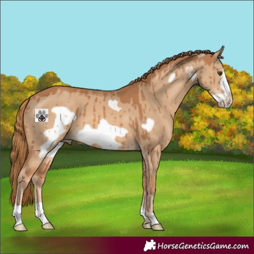 Horse Color:Red Dun Frame Brindle 