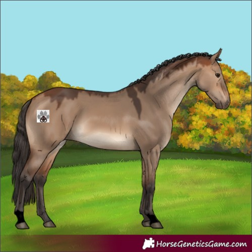 Horse Color:Void Bay Dun