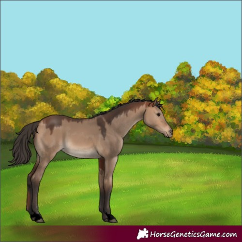 Horse Color:Void Bay Dun 