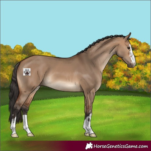 Horse Color:Bay Dun 