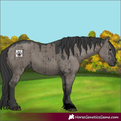 Horse Color:Void Grullo Brindle 