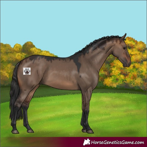 Horse Color:Void Brown Dun