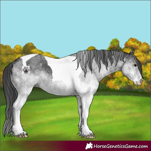 Horse Color:White Spotted Black Tobiano 