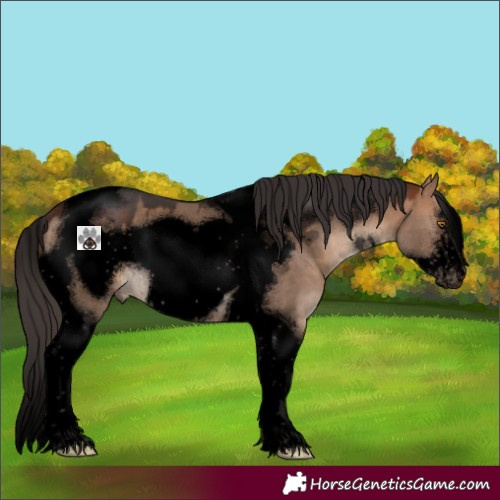 Horse Color:Void Bay Dun Tobiano Frame 