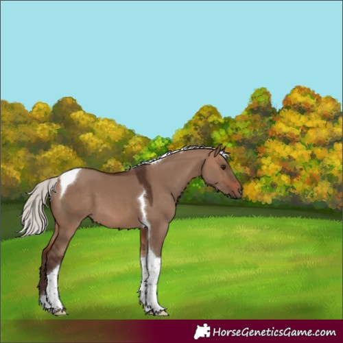 Horse Color:Silver Brown Dun Tobiano 